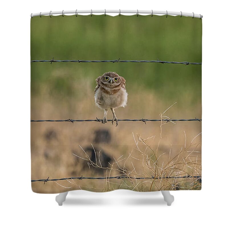 Burrowing Owls Shower Curtain featuring the photograph One Sweet Goodnight by Yeates Photography