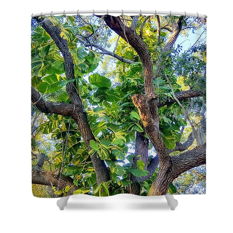 Tree Shower Curtain featuring the photograph Oneness Discovery by Rachel Hannah