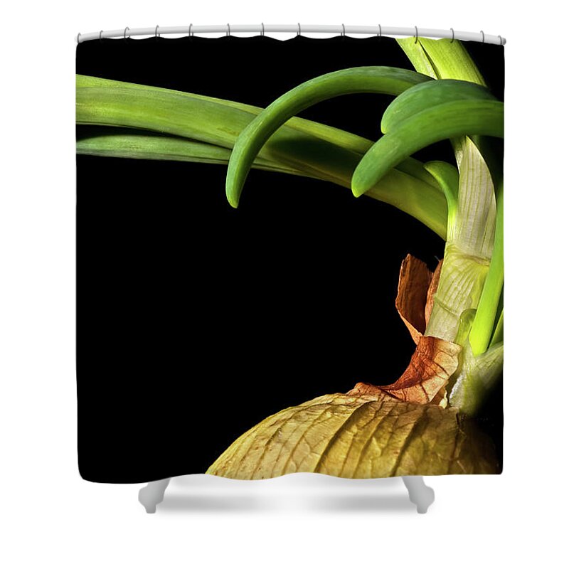 Onion Greens Shower Curtain featuring the photograph Onion Sprouting by Onyonet Photo studios