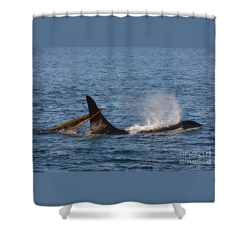 Orca Shower Curtain featuring the photograph Onyx L87 by Gayle Swigart
