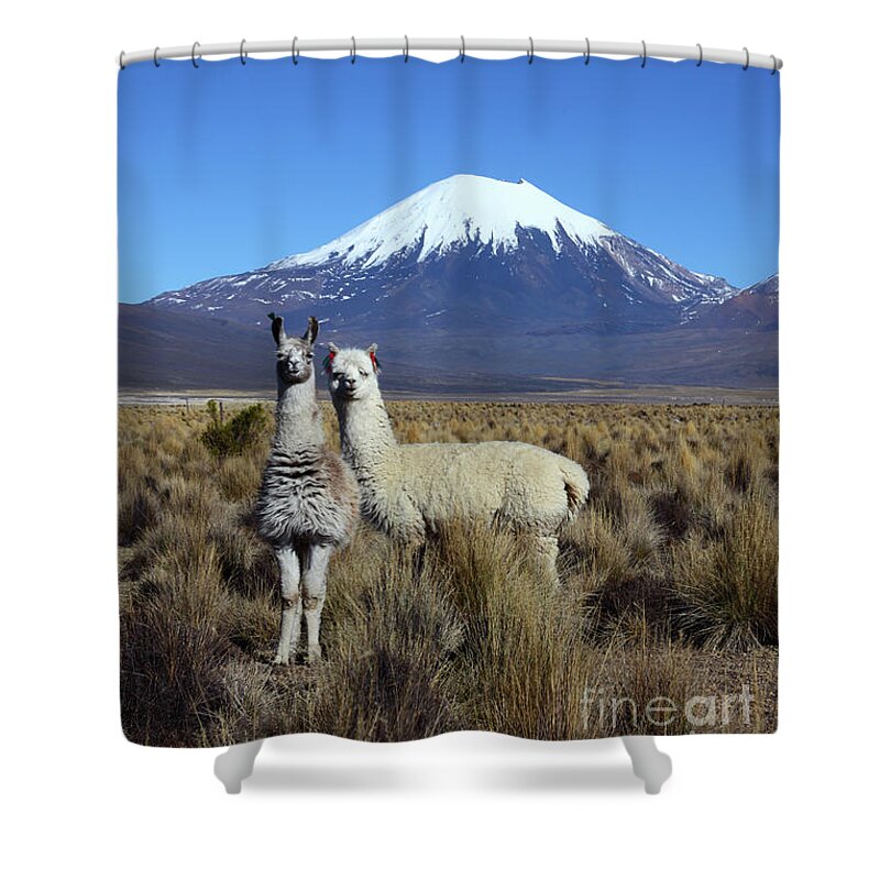 Wildlife Shower Curtain featuring the photograph Ooooh Look Tourists Time to Smile by James Brunker