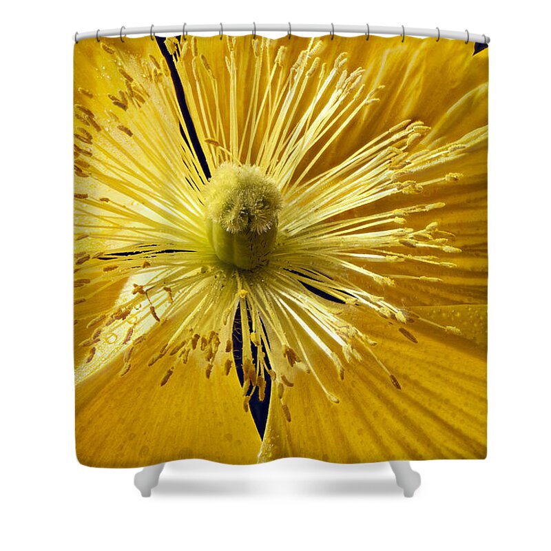 Color Shower Curtain featuring the photograph Open Icelandic Poppy by Jean Noren