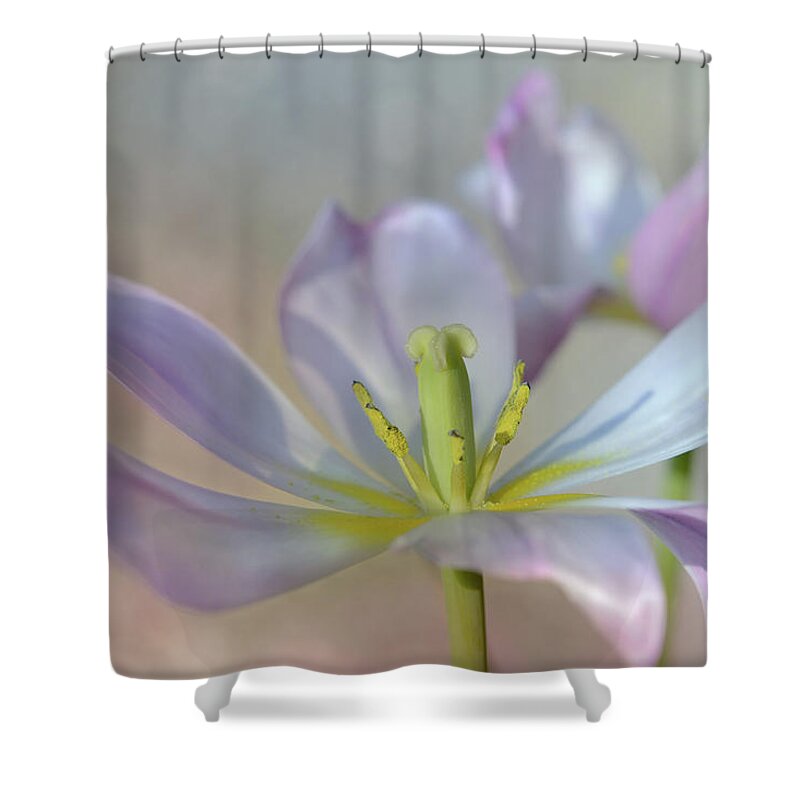 Beautiful Shower Curtain featuring the photograph Open Tulip by Ann Bridges