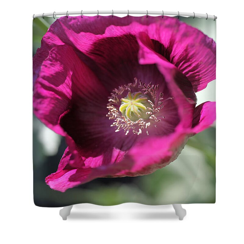 Poppy Shower Curtain featuring the photograph Opium Poppy by Tammy Pool