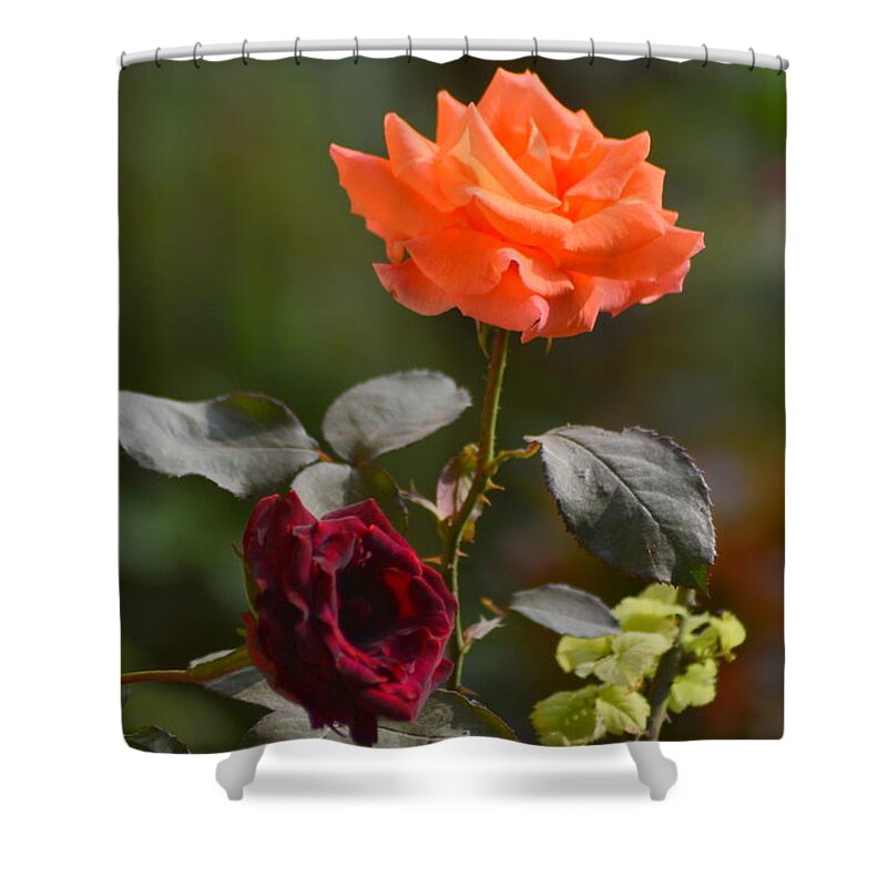 Orange & Black Rose Shower Curtain featuring the photograph Orange and black rose by Salman Ravish