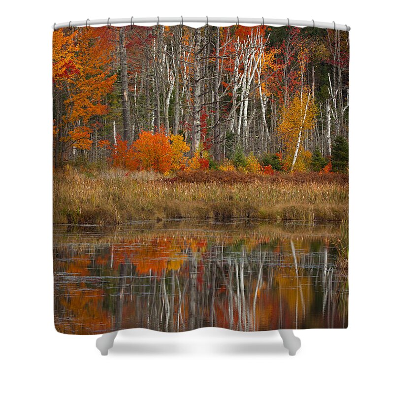#jefffolger Shower Curtain featuring the photograph Orange And Red Surround Birch Gold by Jeff Folger