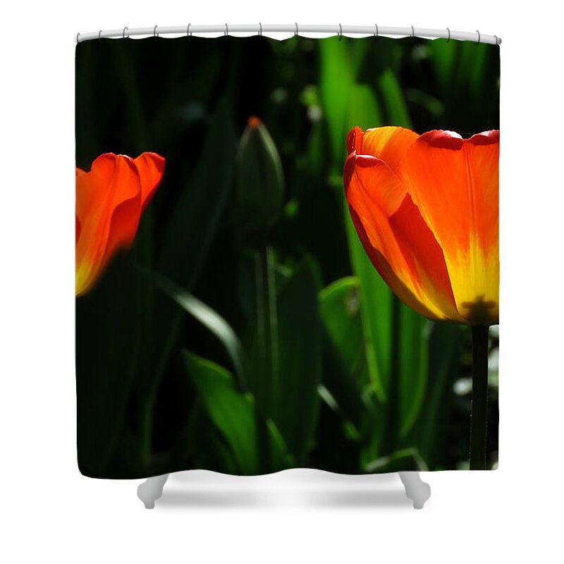 Tulips Shower Curtain featuring the photograph Orange and Yellow Tulips by John Topman