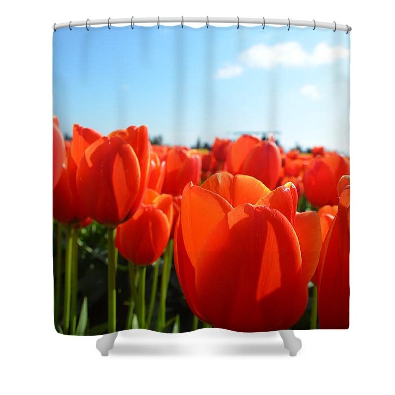 Tulipfestival Shower Curtain featuring the photograph Orange by Aparna Tandon