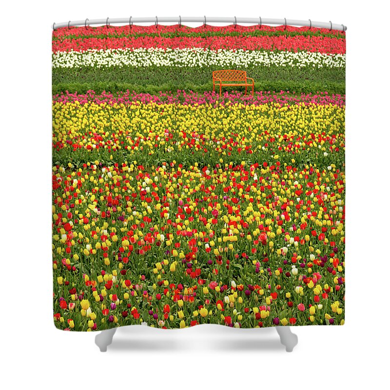Tulips Shower Curtain featuring the photograph Orange Bench on A Tulip Field by Aashish Vaidya