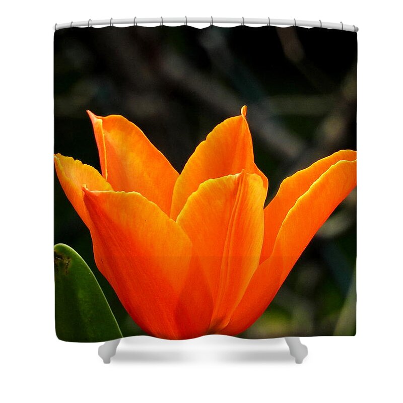 Orange Shower Curtain featuring the photograph Orange Bloom by Betty-Anne McDonald