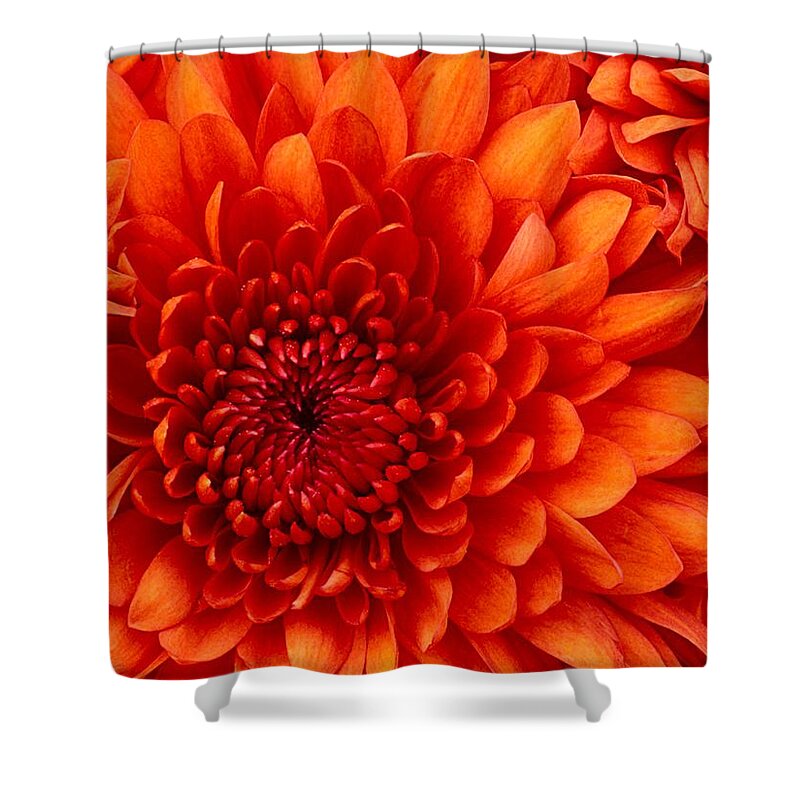 Chrysanthemums Shower Curtain featuring the photograph Orange Bloom by Marian Lonzetta
