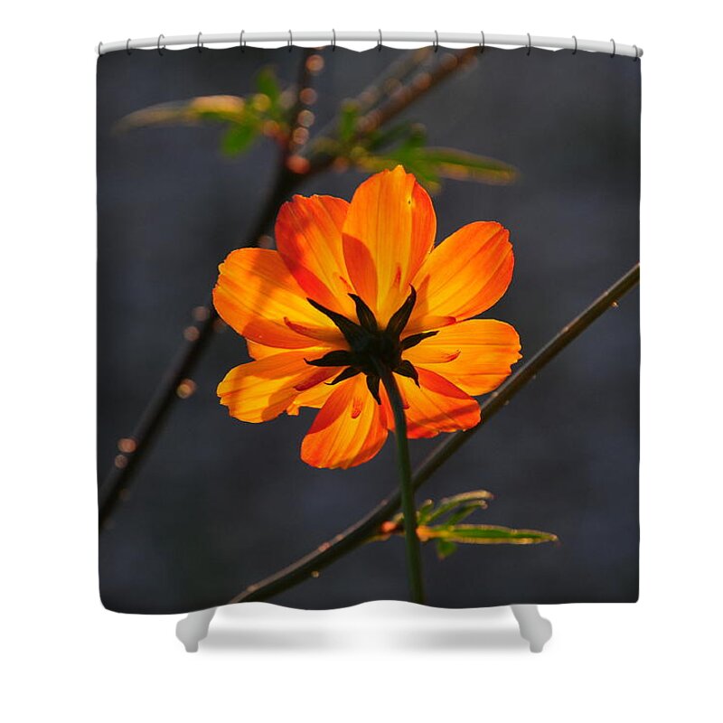 Orange Shower Curtain featuring the photograph Orange Cosmo by Susie Rieple