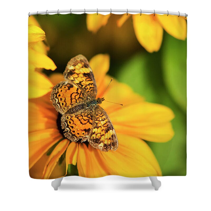 Butterfly Shower Curtain featuring the photograph Orange Crescent Butterfly by Christina Rollo