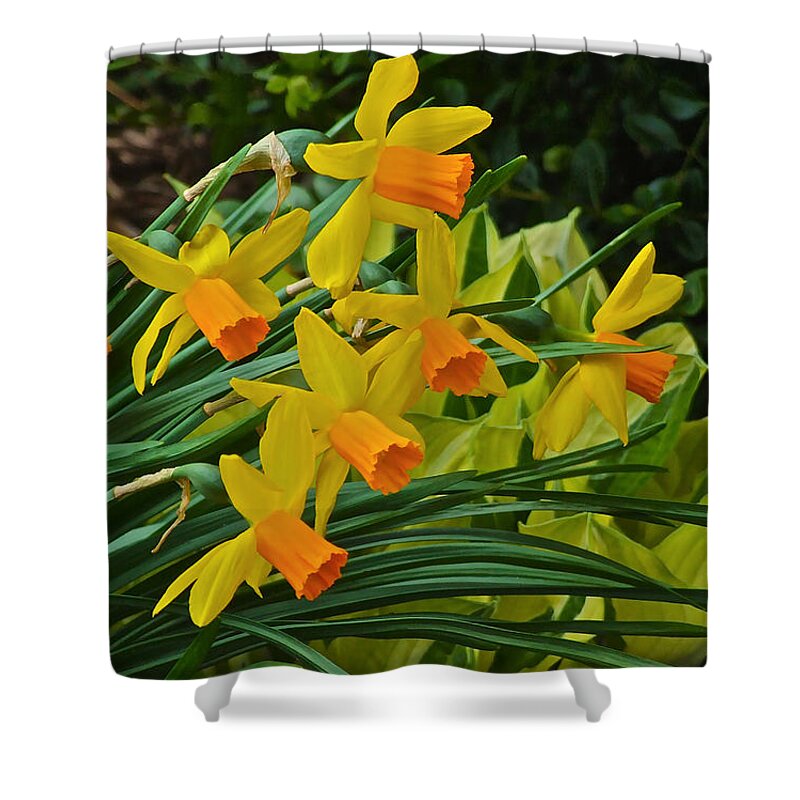 Narcissus Shower Curtain featuring the photograph Orange Cup Narcissus by Janis Senungetuk