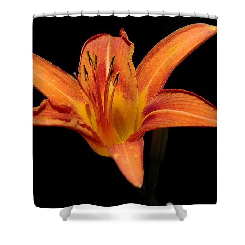 Orange Day-lily Shower Curtain featuring the photograph Orange Day-lily by John Moyer