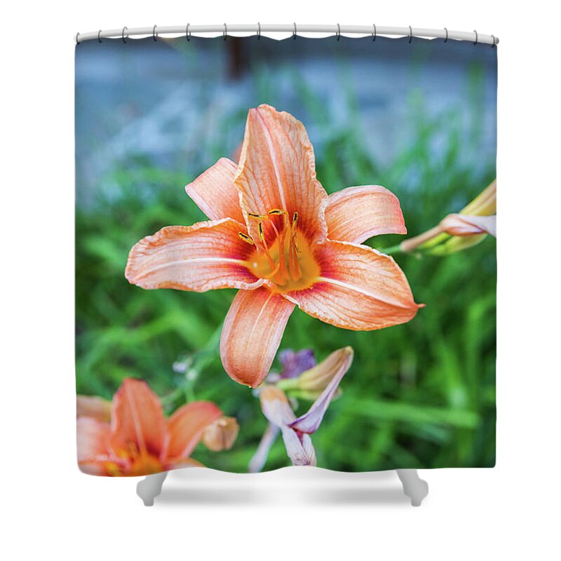 Flower Shower Curtain featuring the photograph Orange Daylily by D K Wall