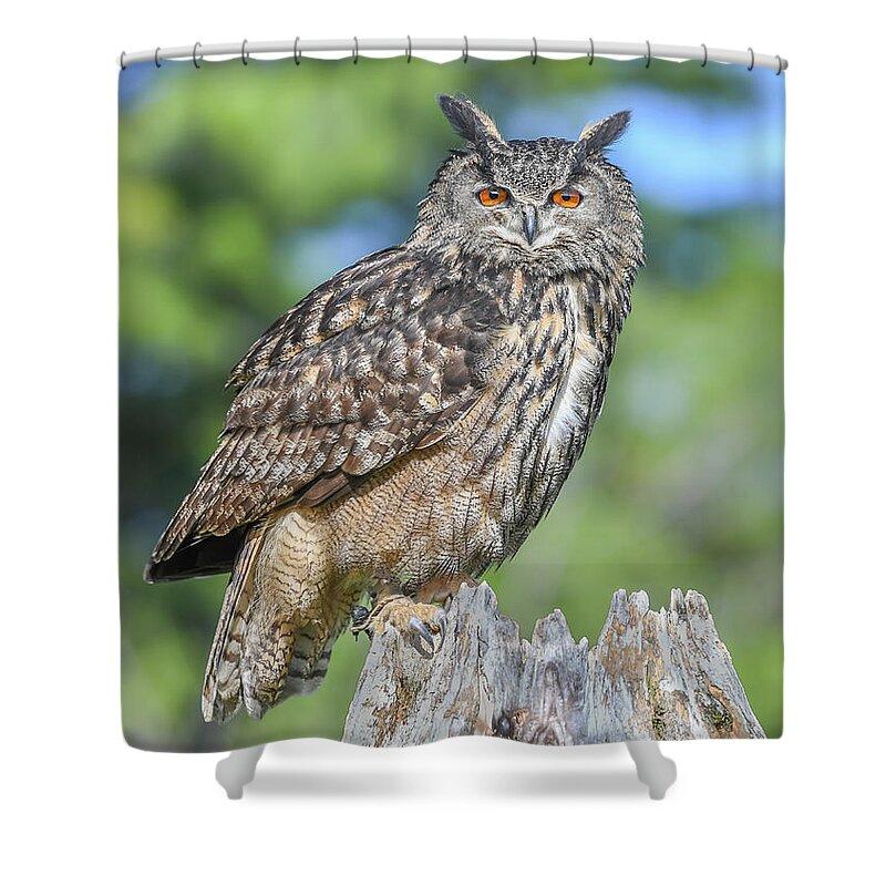 Ontario Shower Curtain featuring the photograph Orange eyes... by Ian Sempowski
