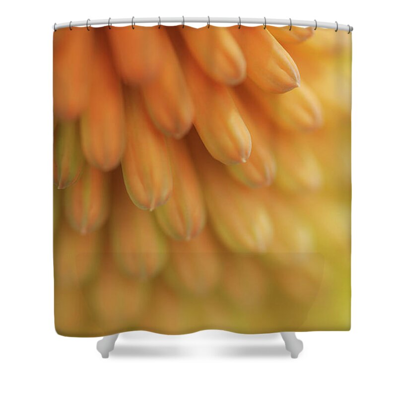 Jenny Rainbow Fine Art Photography Shower Curtain featuring the photograph Orange Glow of Torch Lily 1 by Jenny Rainbow