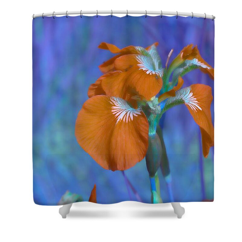 Whimsy Shower Curtain featuring the photograph Orange Iris by Cathy Mahnke