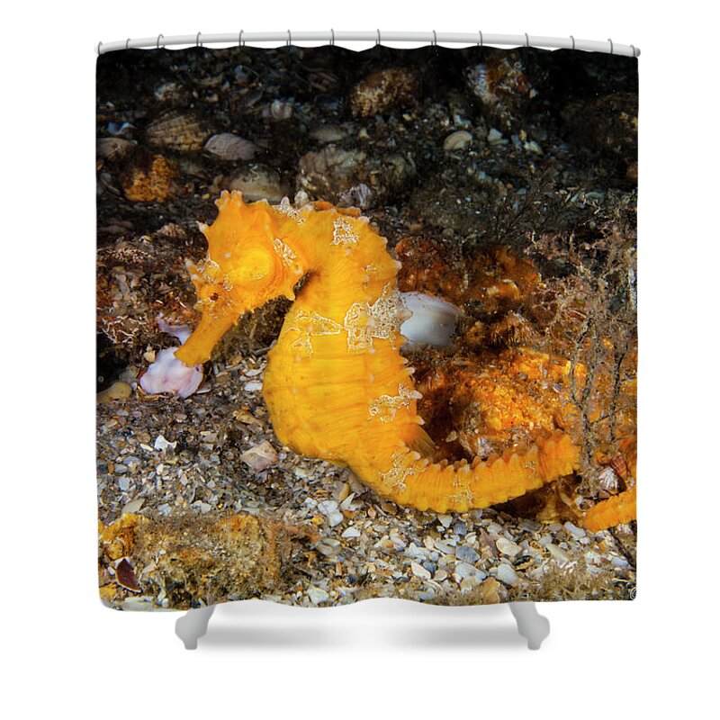 Seahorse Shower Curtain featuring the photograph Orange Jewel by Sandra Edwards