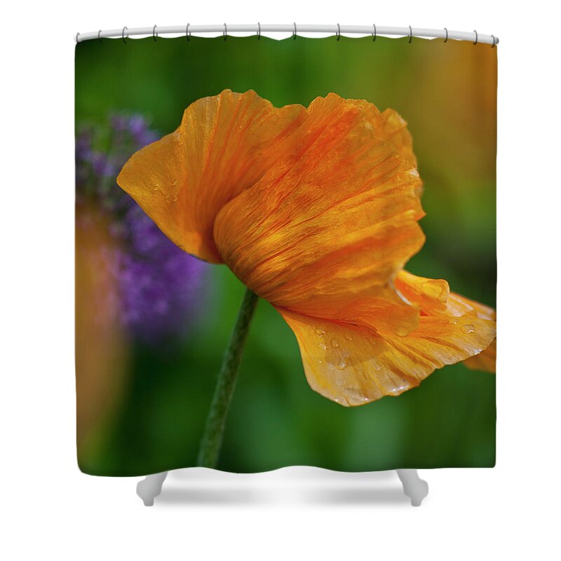 Poppy Shower Curtain featuring the photograph Orange Poppy Flower by Heiko Koehrer-Wagner