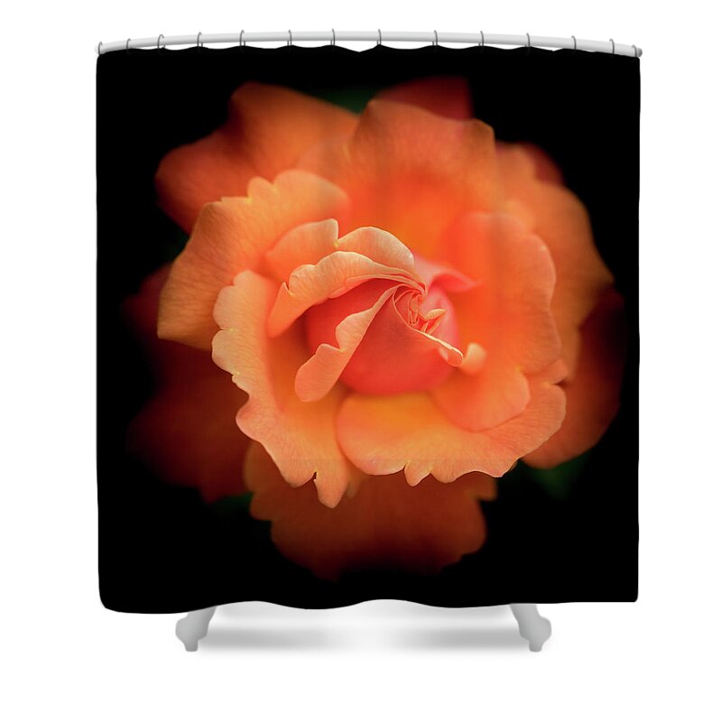 Spring Shower Curtain featuring the photograph Orange Rose by Cathy Donohoue