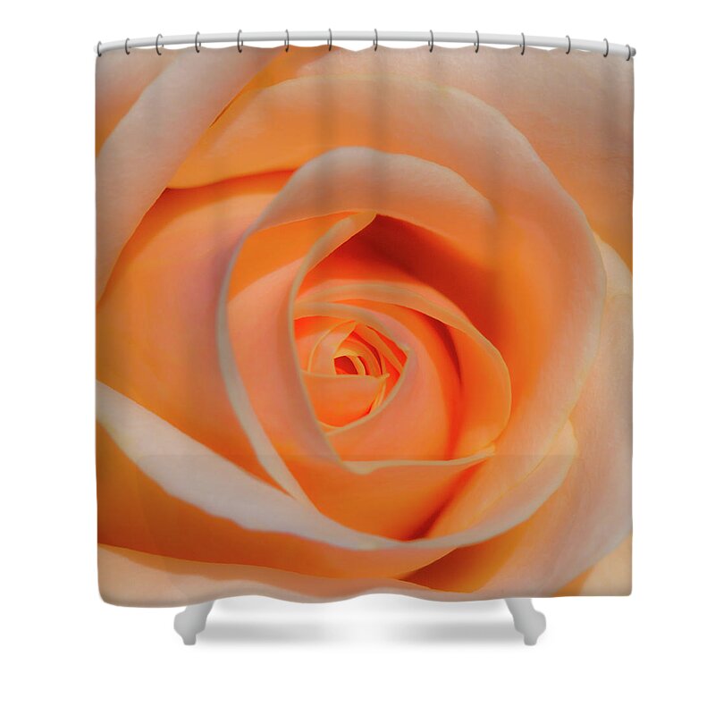 Rose Shower Curtain featuring the photograph Orange Rose by David Freuthal