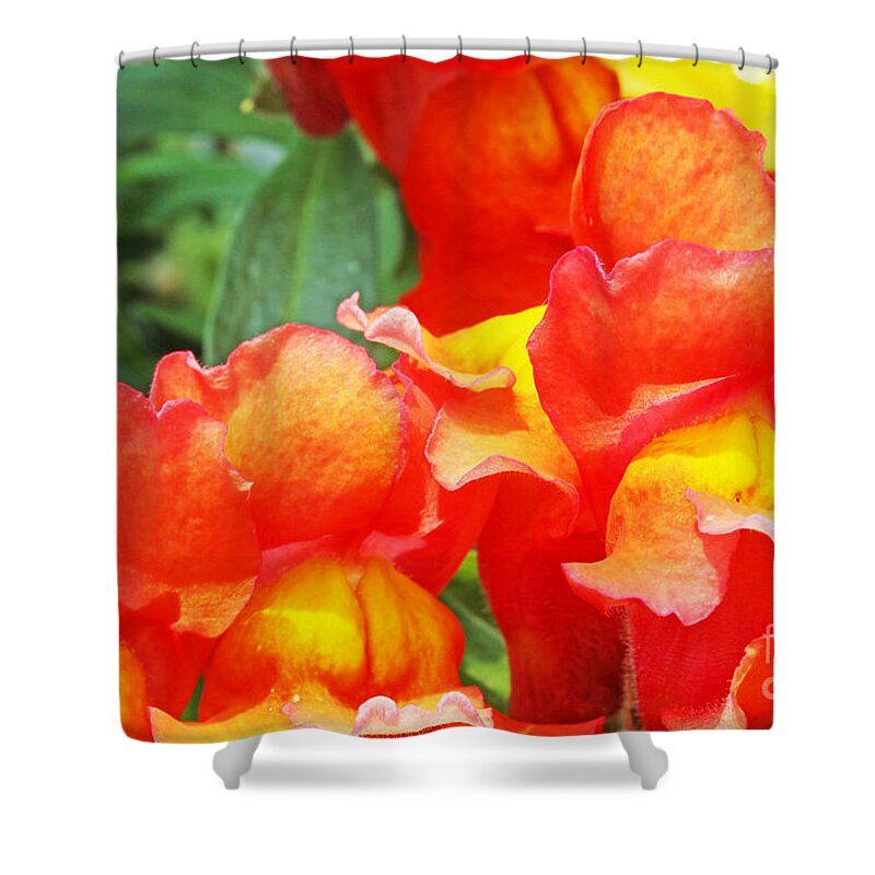 Orange Shower Curtain featuring the photograph Orange, Snap Dragons by David Frederick