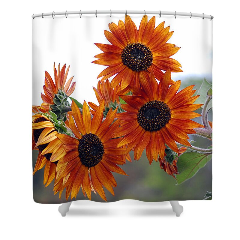 Sunflower Shower Curtain featuring the photograph Orange Sunflower 1 by Amy Fose