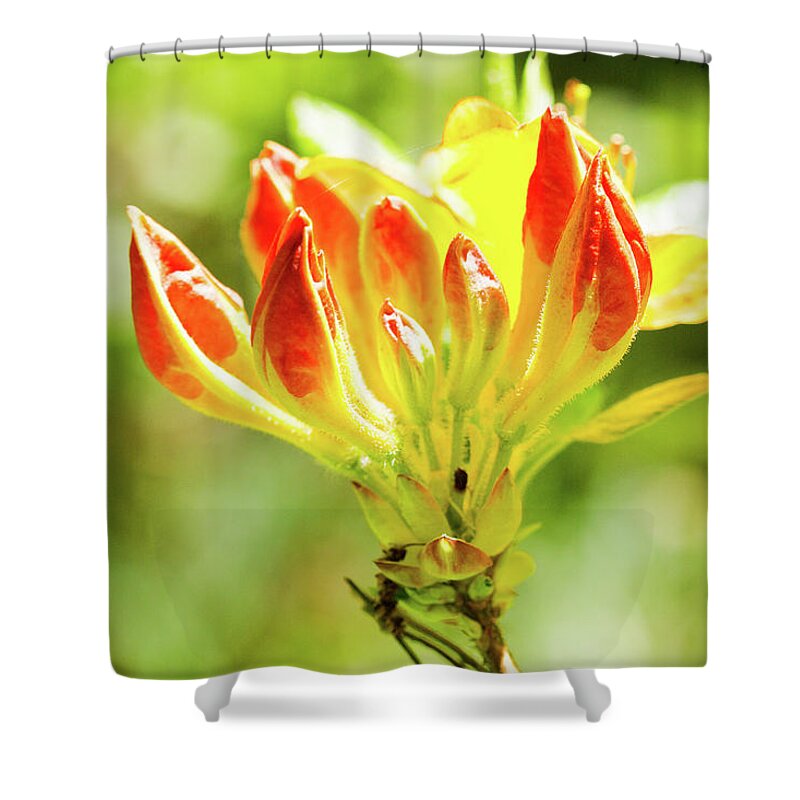 Pretty Flower Pictures Shower Curtain featuring the photograph Orange tip by Ed James