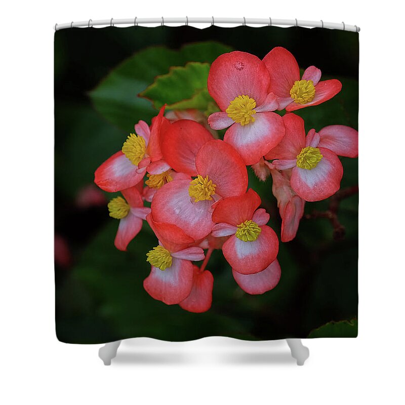 Begonia Flower Shower Curtain featuring the photograph Begonias by Ronda Ryan