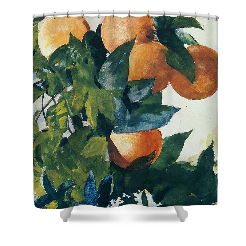 Winslow Homer Shower Curtain featuring the painting Oranges on a Branch by Winslow Homer