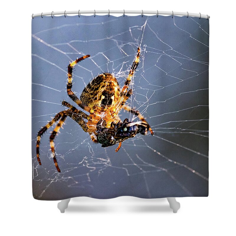 Steve Harrington Shower Curtain featuring the photograph Orb-weaver spider - Dinnertime 2 by Steve Harrington