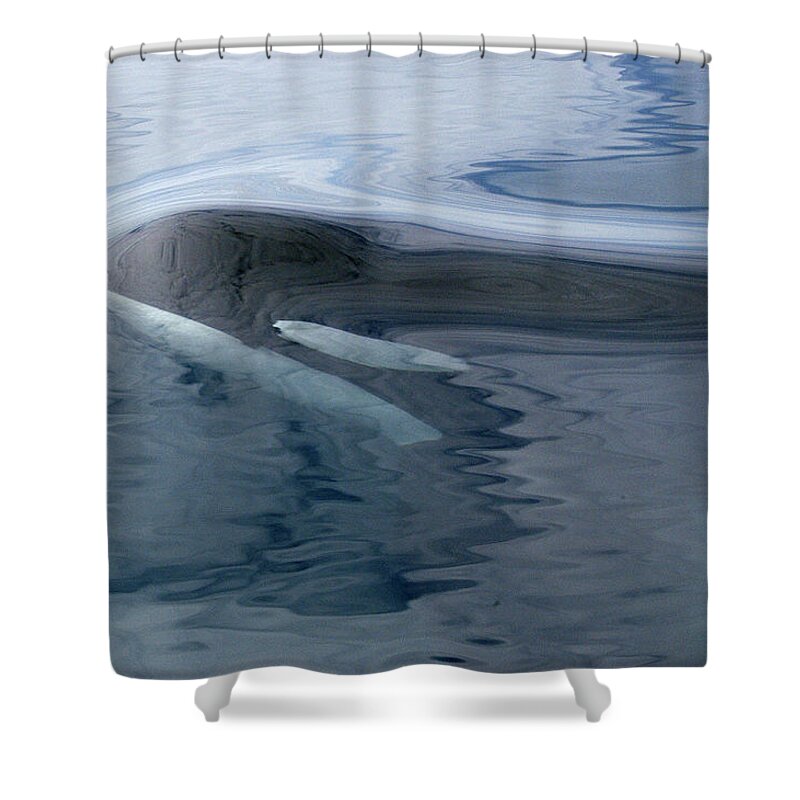 00999074 Shower Curtain featuring the photograph Orca Surfacing Southeast Alaska by Flip Nicklin