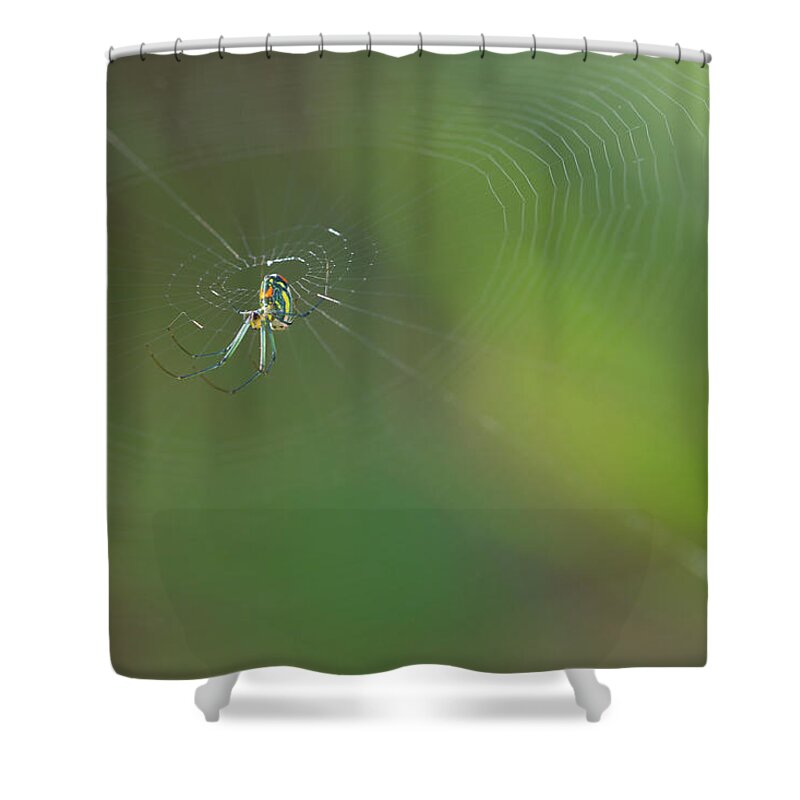 Spider Shower Curtain featuring the photograph Orchard Orbweaver #3 by Paul Rebmann