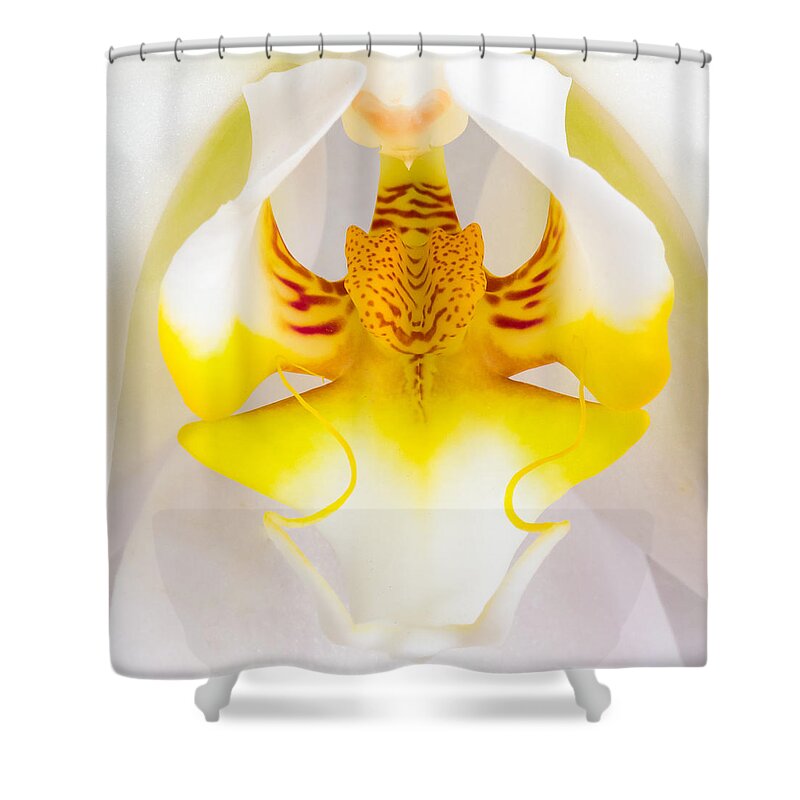 Orchid Shower Curtain featuring the photograph Orchid 1 by Patricia Schaefer