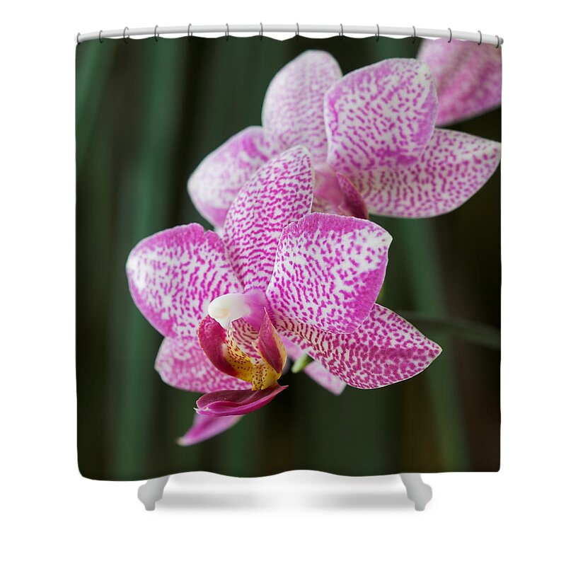 Orchid Shower Curtain featuring the photograph Orchid 20 by Pierre Leclerc Photography