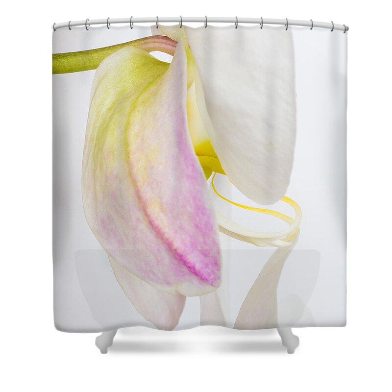Orchid Shower Curtain featuring the photograph Orchid 3 by Patricia Schaefer