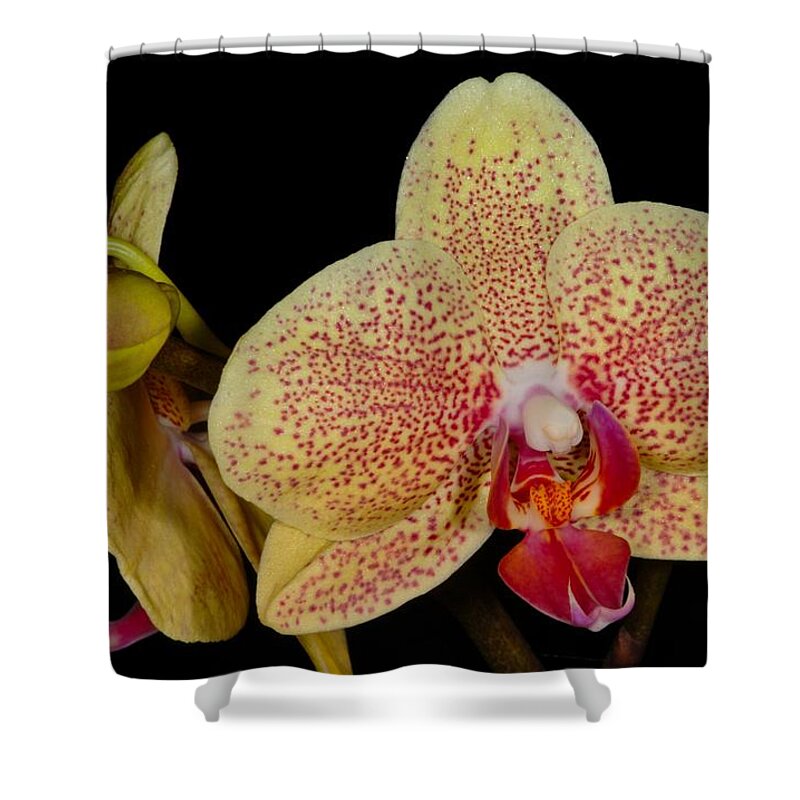 Orchid Shower Curtain featuring the photograph Orchid 377 by Wesley Elsberry