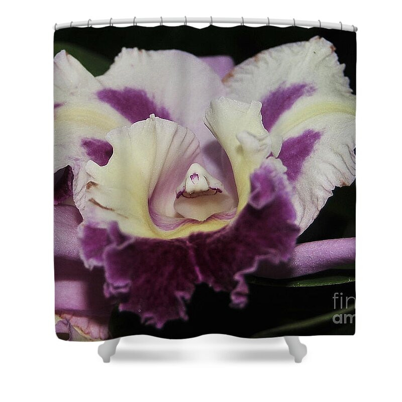 Orchid Shower Curtain featuring the photograph Orchid 87 by Terri Winkler