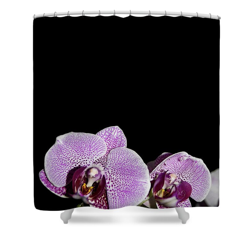 Orchid Shower Curtain featuring the photograph Orchid Blooms by Amber Flowers