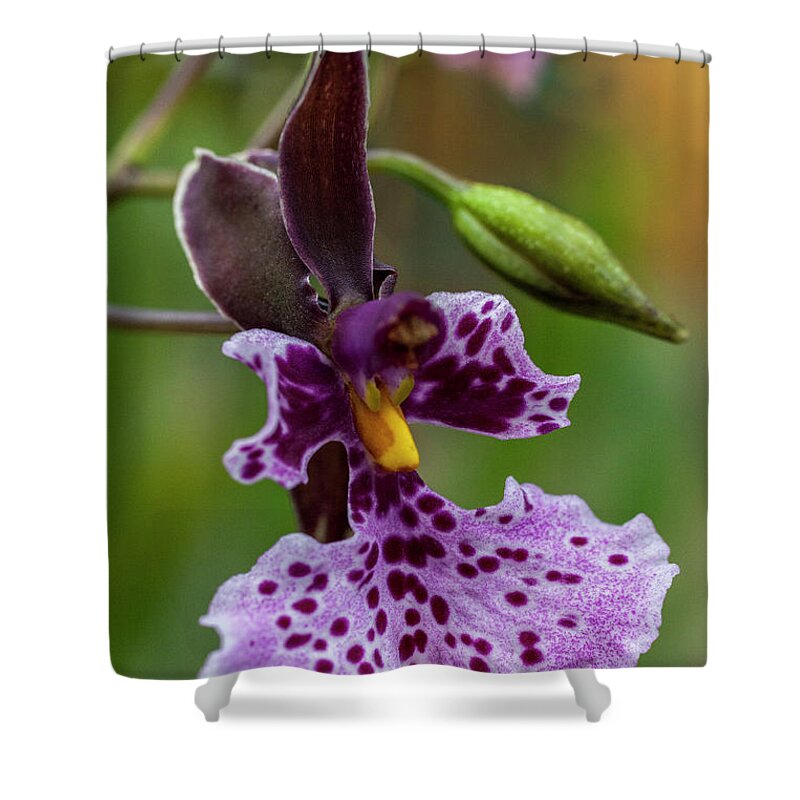 Orchid Shower Curtain featuring the photograph Orchid - Caucaea rhodosticta by Heiko Koehrer-Wagner