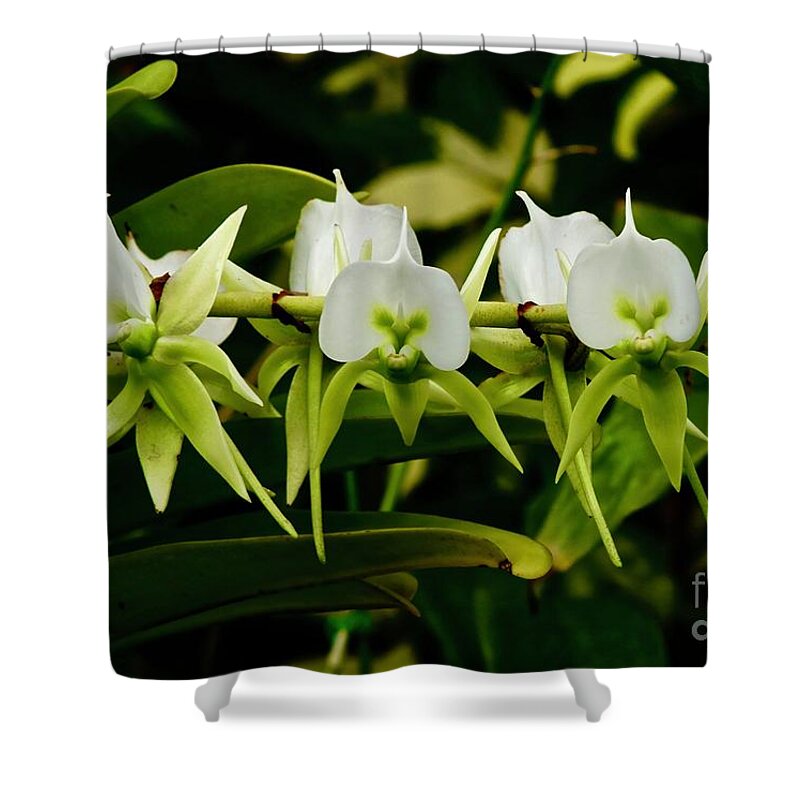 Orchids Shower Curtain featuring the photograph Orchid Choir by Craig Wood