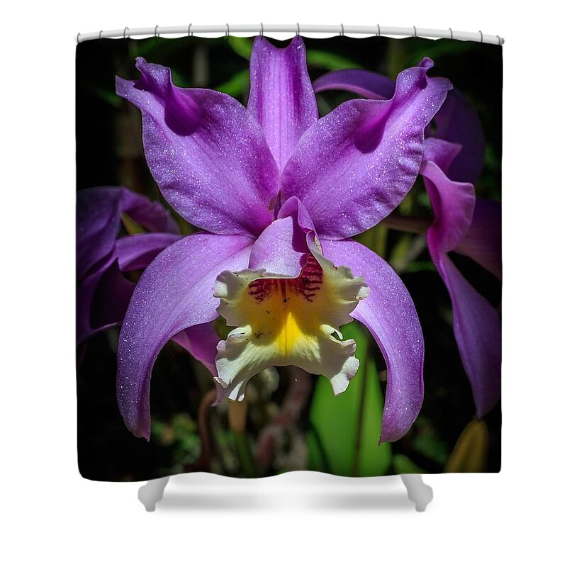 Purple Shower Curtain featuring the photograph Orchid by Christopher Perez