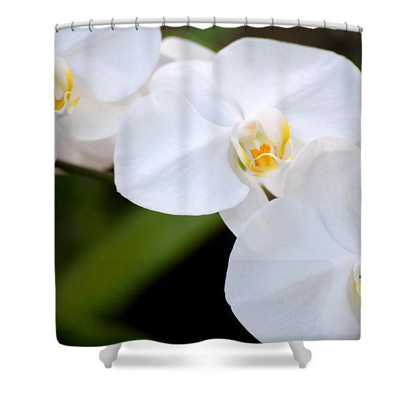 Orchid Shower Curtain featuring the photograph Orchid Flow by Deborah Crew-Johnson