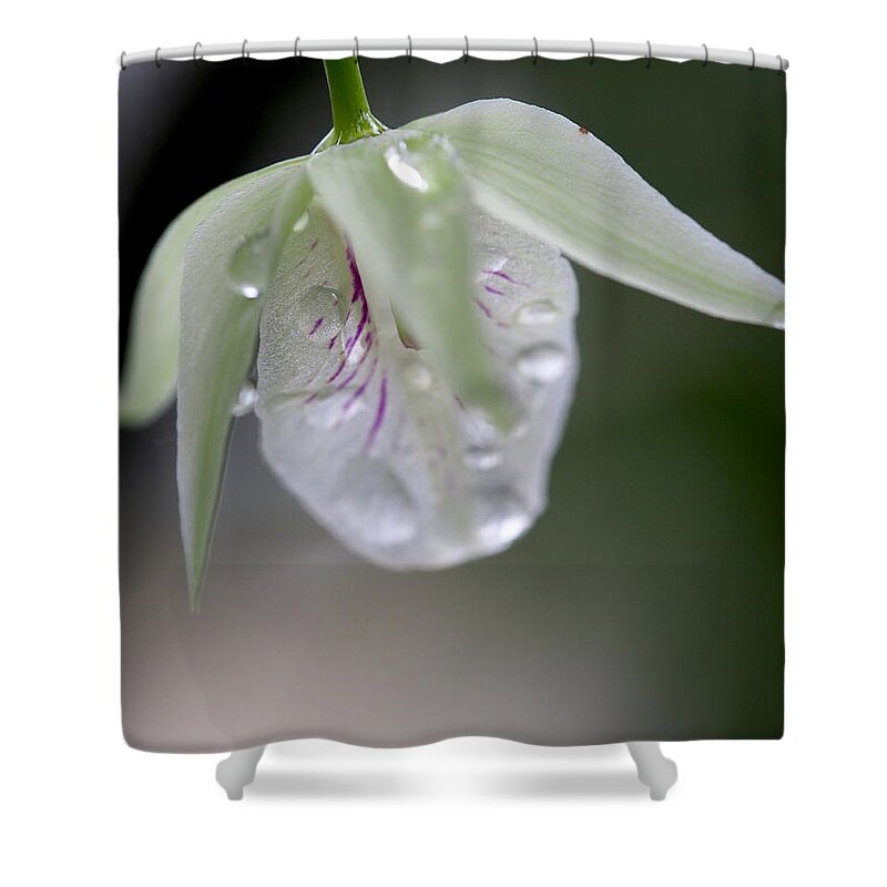 Flower Shower Curtain featuring the photograph Orchid by Jessica Myscofski
