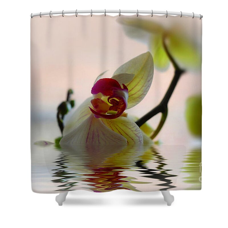 Orchid Shower Curtain featuring the photograph Orchid Reflection by Elaine Manley