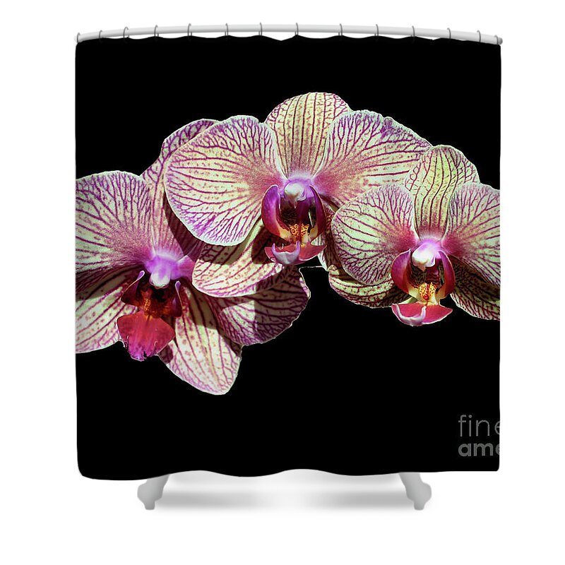 Orchid Shower Curtain featuring the photograph Orchid Trio On Black by Smilin Eyes Treasures