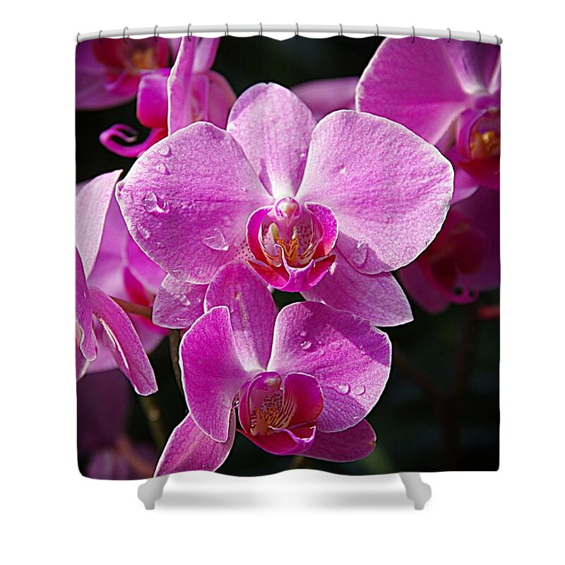Purple Orchids Shower Curtain featuring the photograph Orchids 4 by Karen McKenzie McAdoo