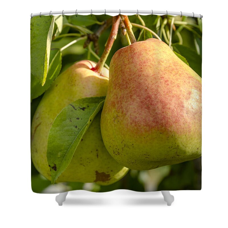 Colorado Shower Curtain featuring the photograph Organic Pears Hanging in Orchard by Teri Virbickis